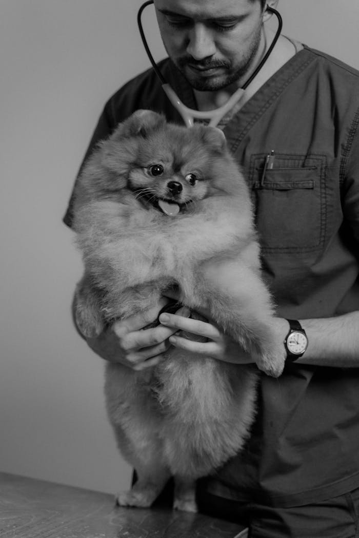 Black and white photo of a veterinarian holding a fluffy Pomeranian during a checkup.